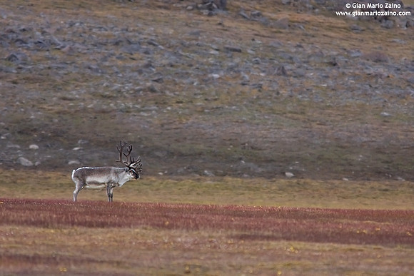 Rangifer tarandus platyrhynchus / Renna delle Svalbard / Svalbard reindeer / Renne de Svalbard