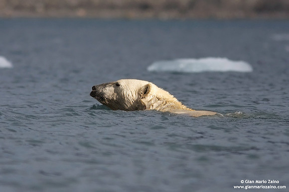 Ursus maritimus / Orso polare / Polar bear / Ours polaire