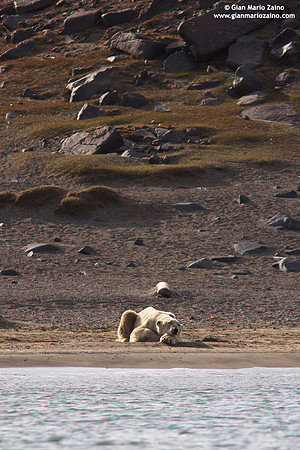 Ursus maritimus / Orso polare / Polar bear / Ours polaire