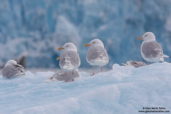 Larus hyperboreus / Gabbiano glauco / Glaucous gull / Goéland bourgmestre