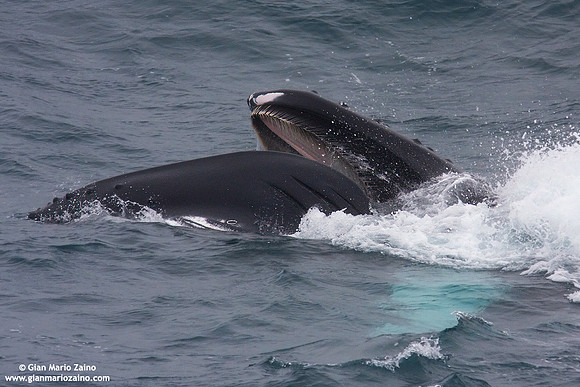 Megaptera novaeangliae / Megattera / Humpback whale / Baleine à bosse