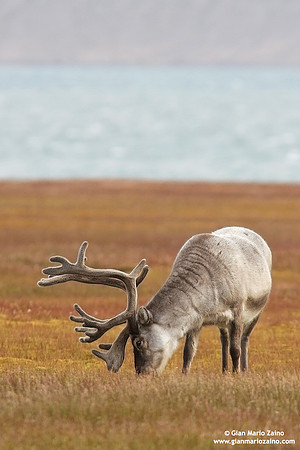Rangifer tarandus platyrhynchus / Renna delle Svalbard / Svalbard reindeer / Renne de Svalbard
