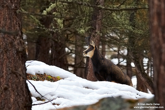 Rupicapra rupicapra / Camoscio / Chamois / Chamois
