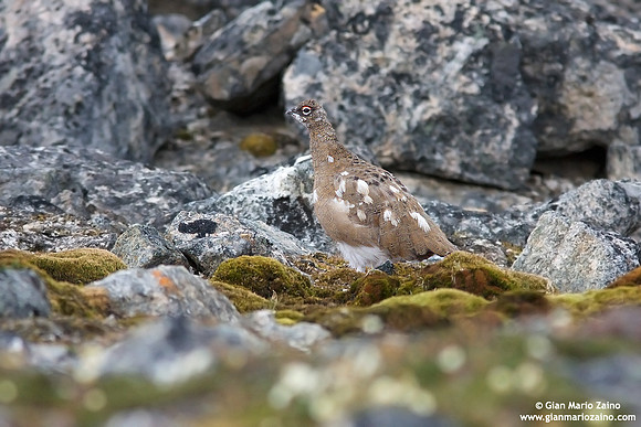 Lagopus muta / Pernice bianca / Rock ptarmigan / Lagopède alpin