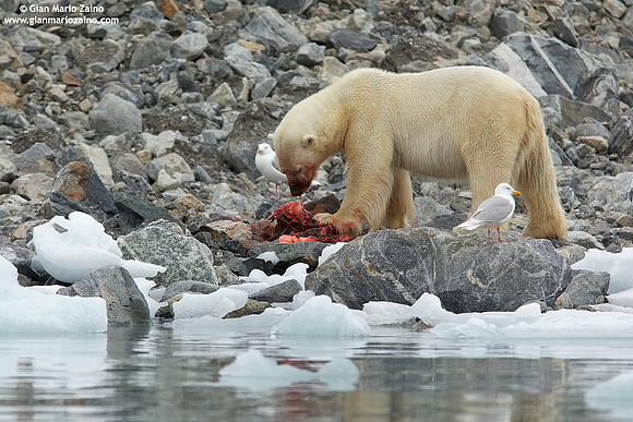Ursus maritimus / Orso polare / Polar bear / Ours polaire