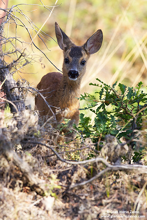 Capreolus capreolus / Capriolo / Roe deer / Chevreuil