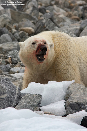 Ursus maritimus / Orso polare / Polar bear / Ours polaire
