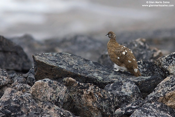 Lagopus muta / Pernice bianca / Rock ptarmigan / Lagopède alpin