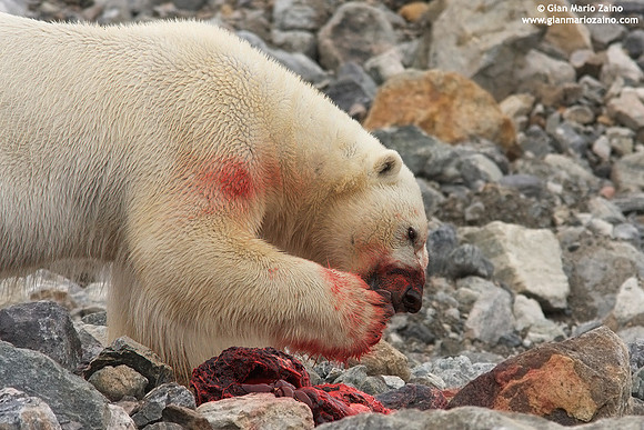 Ursus maritimus / Orso polare / Polar bear / Ours polaire