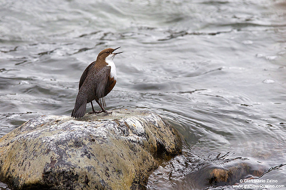Cinclus cinclus / Merlo acquaiolo / White-throated dipper / Cincle plongeur