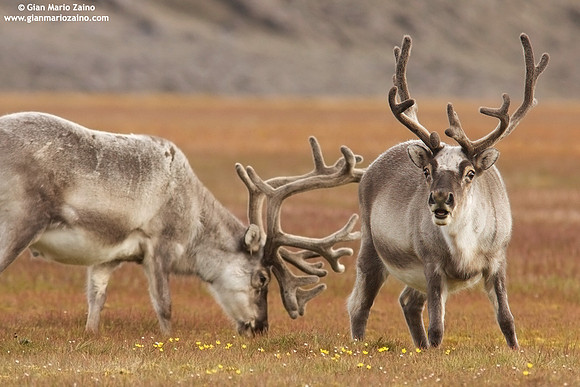 Rangifer tarandus platyrhynchus / Renna delle Svalbard / Svalbard reindeer / Renne de Svalbard
