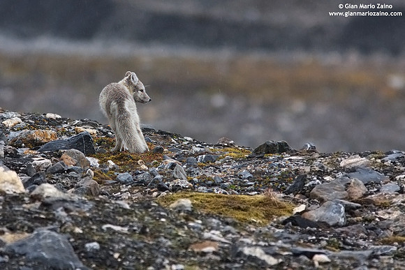 Alopex lagopus / Volpe artica / Artic fox / Renard polaire