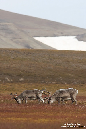 Rangifer tarandus platyrhynchus / Renna delle Svalbard / Svalbard reindeer / Renne de Svalbard