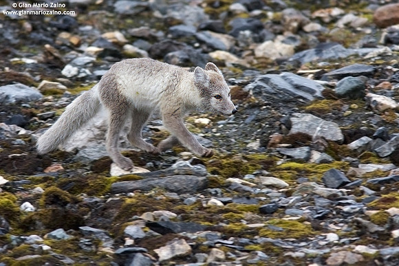Alopex lagopus / Volpe artica / Artic fox / Renard polaire