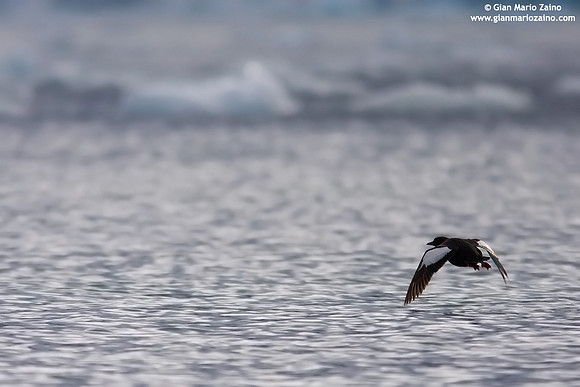 Cepphus grylle / Uria nera / Black guillemot / Guillemot à miroir