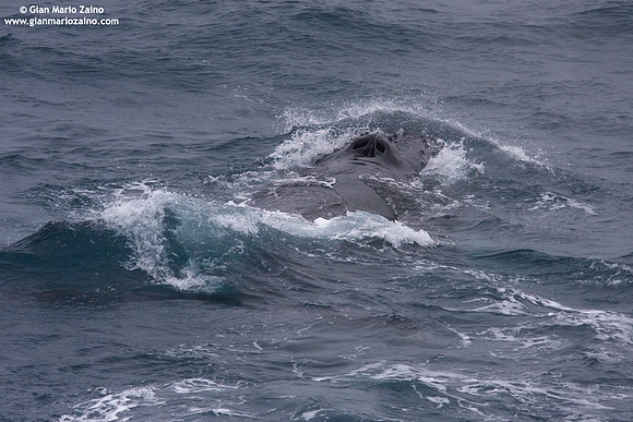 Megaptera novaeangliae / Megattera / Humpback whale / Baleine à bosse