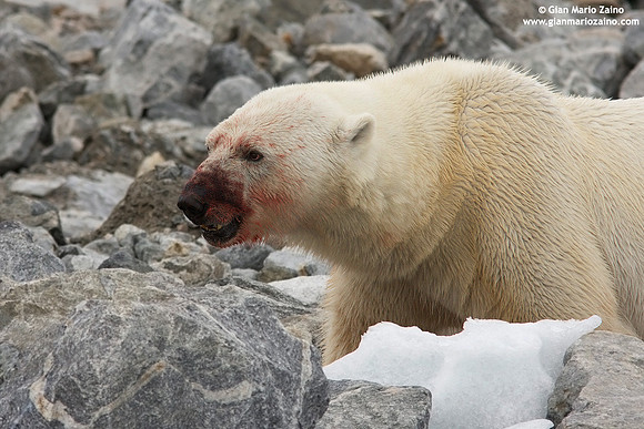Ursus maritimus / Orso polare / Polar bear / Ours polaire