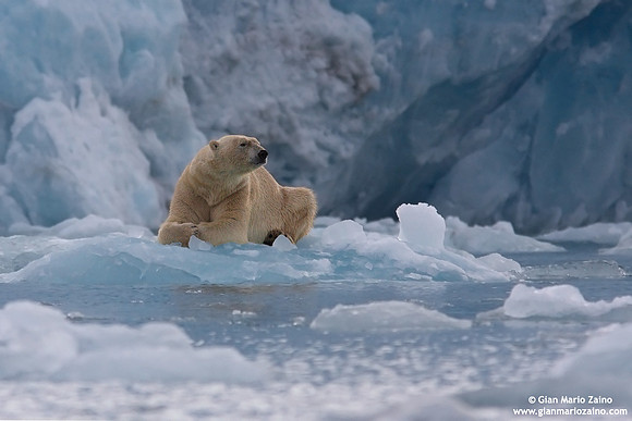 Ursus maritimus / Orso polare / Polar bear / Ours polaire