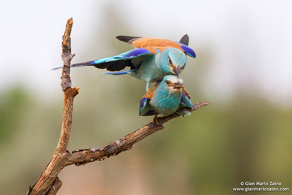 Coracias garrulus / Ghiandaia marina / European roller / Rollier d'Europe