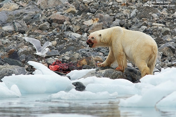 Ursus maritimus / Orso polare / Polar bear / Ours polaire