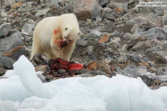 Ursus maritimus / Orso polare / Polar bear / Ours polaire