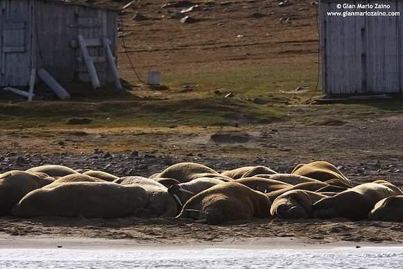 Odobenus rosmarus / Tricheco / Walrus / Morse
