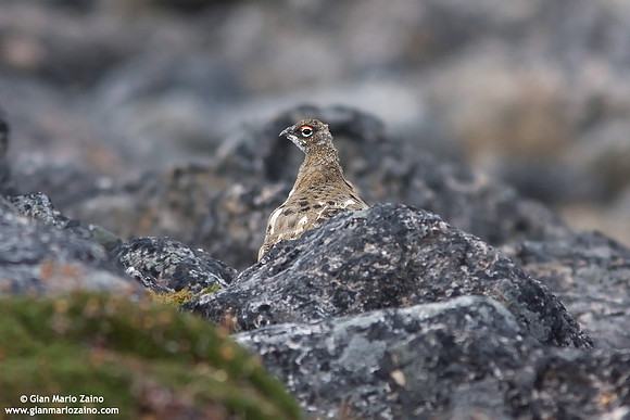 Lagopus muta / Pernice bianca / Rock ptarmigan / Lagopède alpin