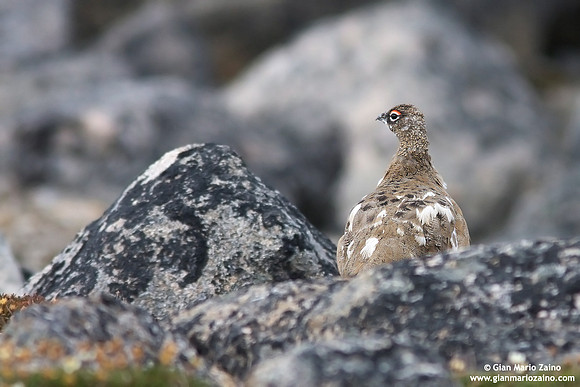 Lagopus muta / Pernice bianca / Rock ptarmigan / Lagopède alpin