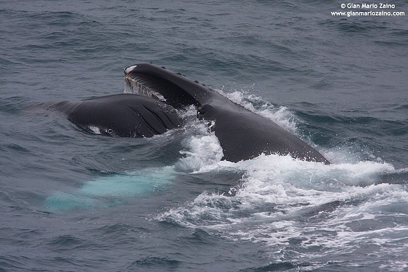 Megaptera novaeangliae / Megattera / Humpback whale / Baleine à bosse