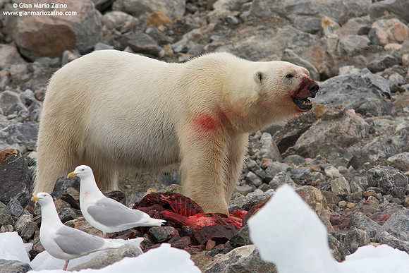 Ursus maritimus / Orso polare / Polar bear / Ours polaire