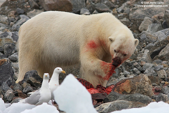 Ursus maritimus / Orso polare / Polar bear / Ours polaire