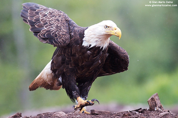 Haliaeetus leucocephalus / Aquila di mare / Bald eagle / Pygargue à tête blanche