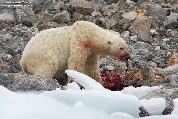Ursus maritimus / Orso polare / Polar bear / Ours polaire