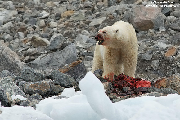 Ursus maritimus / Orso polare / Polar bear / Ours polaire