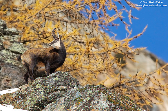 Rupicapra rupicapra / Camoscio / Chamois / Chamois