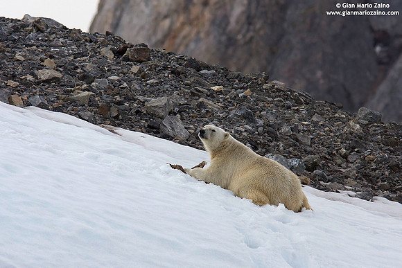 Ursus maritimus / Orso polare / Polar bear / Ours polaire