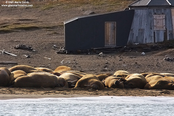 Odobenus rosmarus / Tricheco / Walrus / Morse