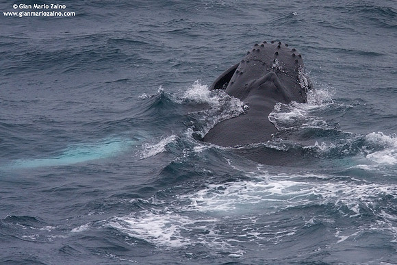 Megaptera novaeangliae / Megattera / Humpback whale / Baleine à bosse