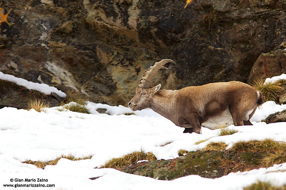 Capra ibex / Stambecco / Alpine ibex / Bouquetin des Alpes