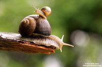 Helix aspersa / Chiocciola / Garden snail / Escargot
