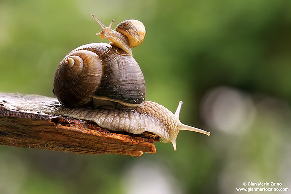 Helix aspersa / Chiocciola / Garden snail / Escargot