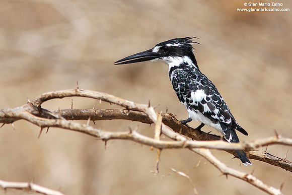 Ceryle rudis / Martin pescatore bianco e nero / Pied kingfisher / Martin-pêcheur pie