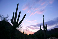 USA - Arizona, Saguaro National Park (15/08/2012)