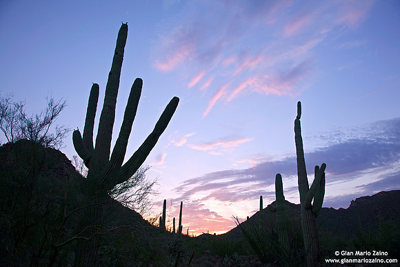USA - Arizona, Saguaro National Park (15/08/2012)