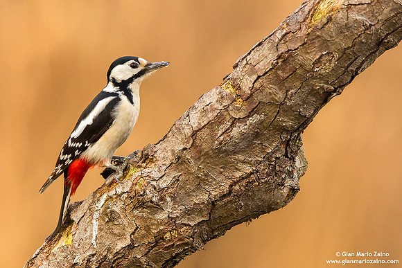 Dendrocopos major / Picchio rosso maggiore / Great spotted woodpecker / Pic épeiche