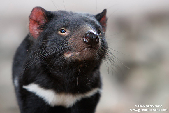 Sarcophilus harrisii / Diavolo della Tasmania / Tasmanian devil / Diable de Tasmanie