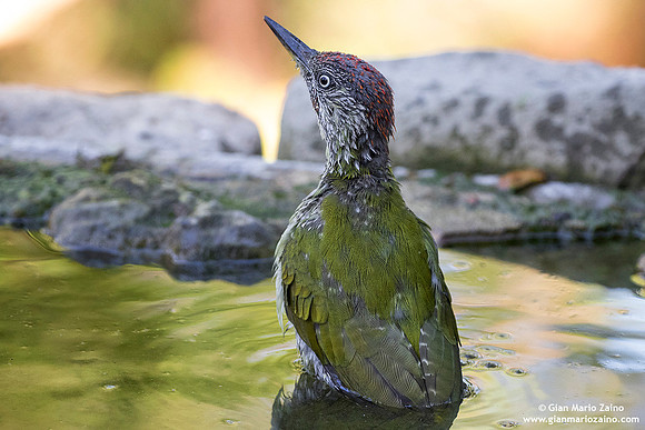 Picus viridis / Picchio verde / European green woodpecker / Pic vert