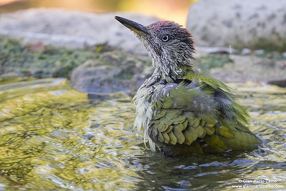 Picus viridis / Picchio verde / European green woodpecker / Pic vert