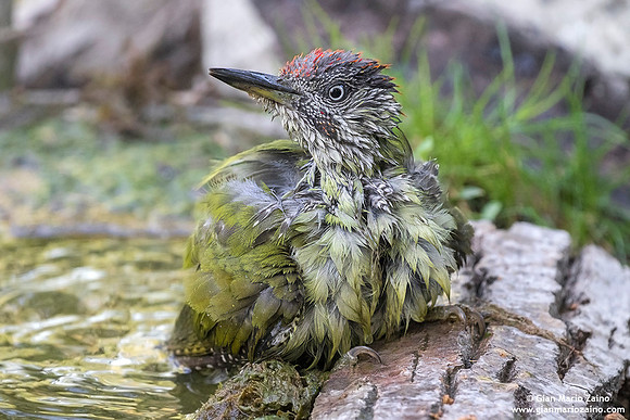 Picus viridis / Picchio verde / European green woodpecker / Pic vert