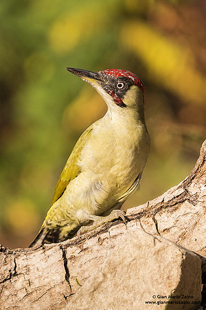 Picus viridis / Picchio verde / European green woodpecker / Pic vert